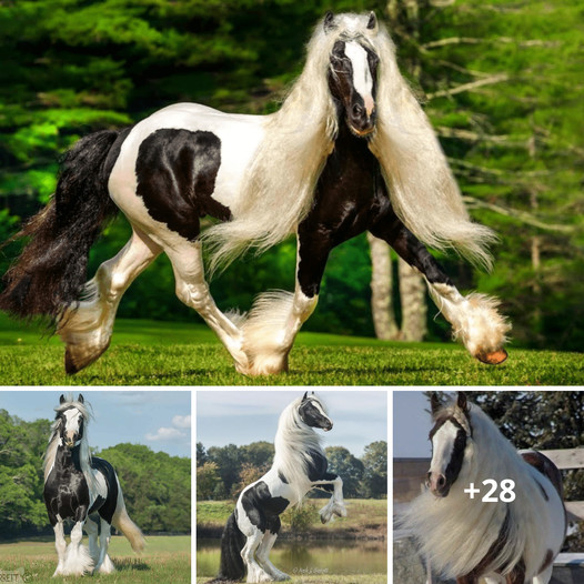 Gypsy Vanner Horses: The Timeless Beauty and Cultural Significance of Extraordinary Companions